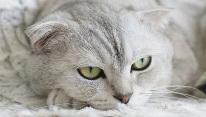 欧亿体育-乐鱼体育:让热爱体育的你在每一刻都嗨起来的线上娱乐平台